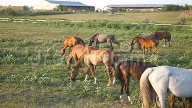 一群马在草地上吃草. 马在田里散步，吃青草。 关门